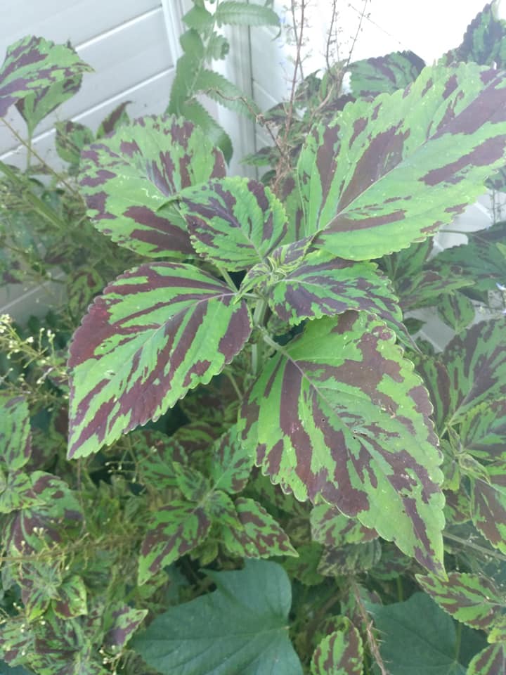 307日目:挿し木を鉢植えした