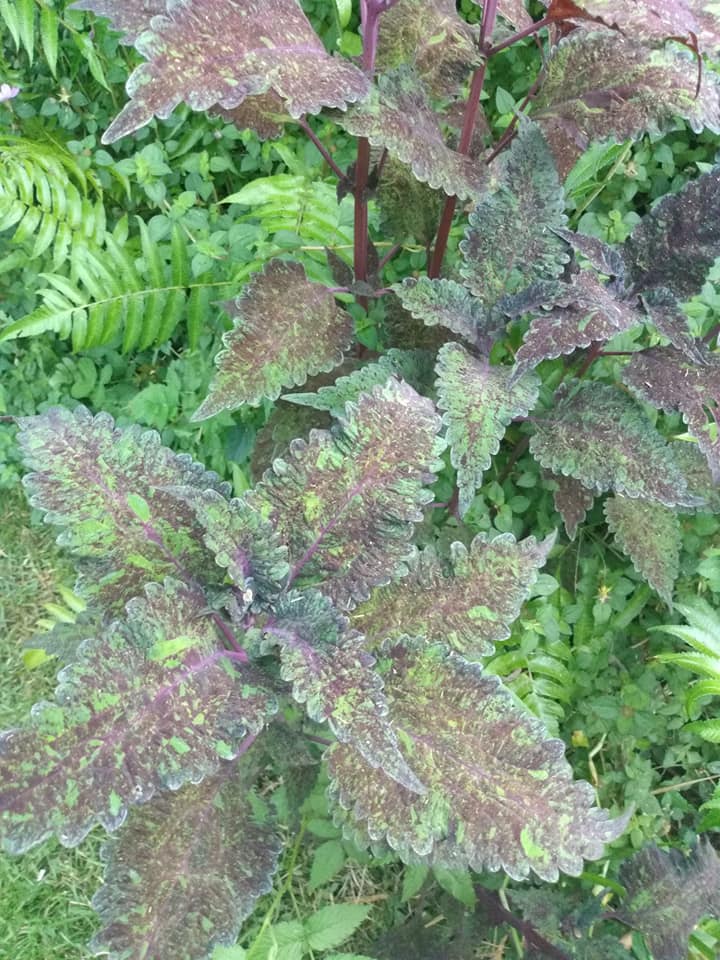307日目:挿し木を鉢植えした