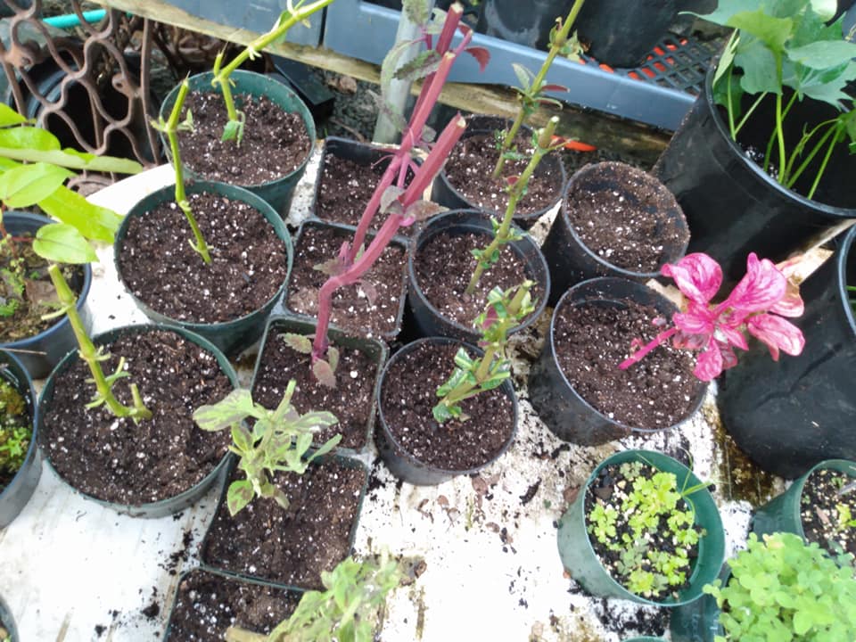 307日目:挿し木を鉢植えした