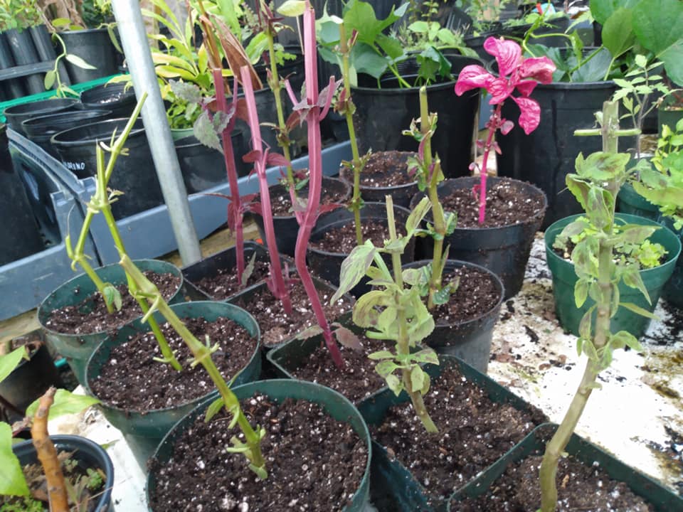 307日目:挿し木を鉢植えした