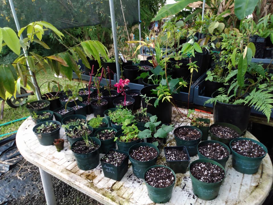 307日目:挿し木を鉢植えした