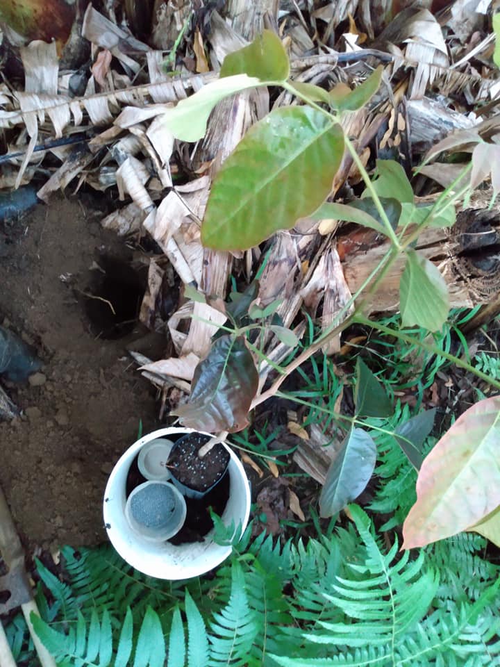 308日目:サントールを植えた