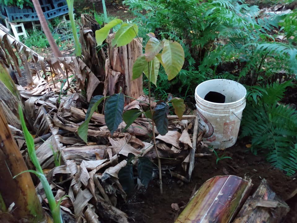 308日目:サントールを植えた