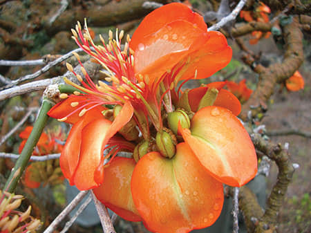 309日目:wiliwiliを植えた