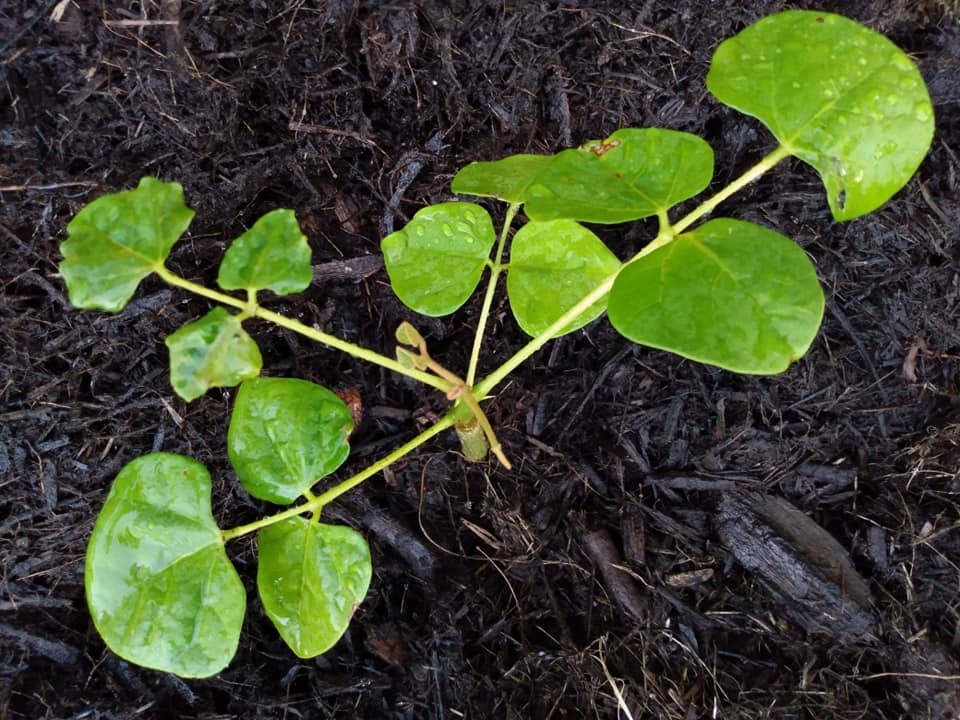 309日目:wiliwiliを植えた