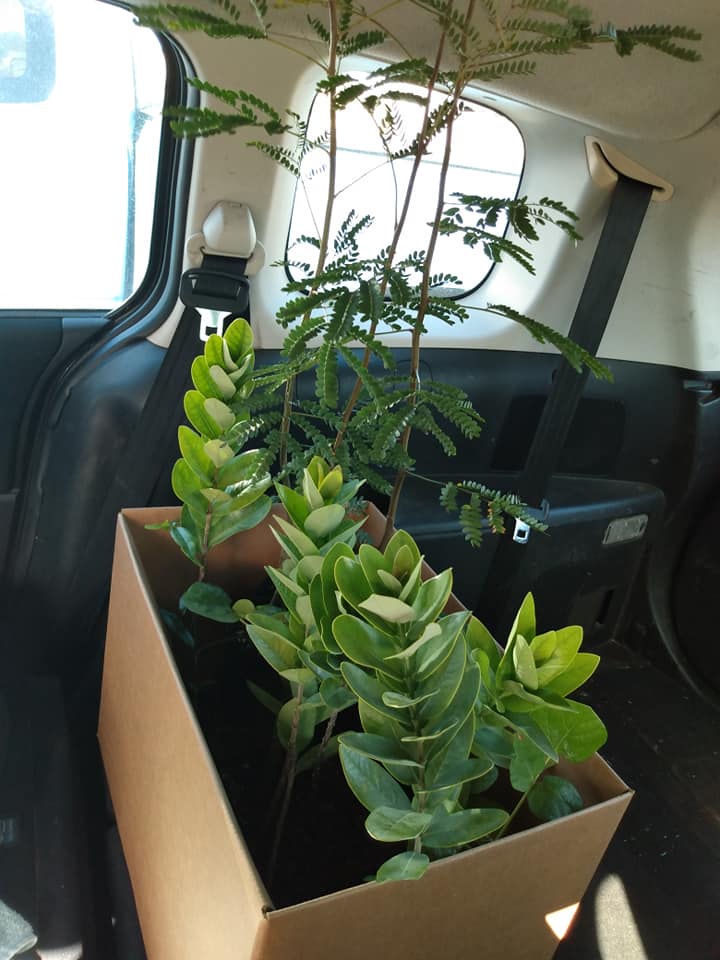 309日目:wiliwiliを植えた