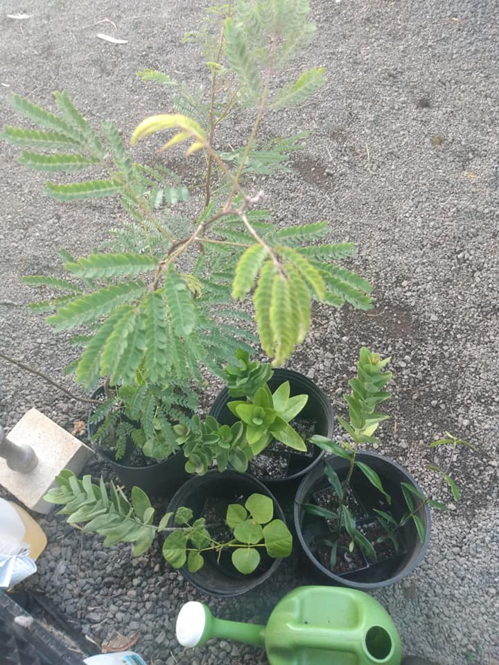 309日目:wiliwiliを植えた