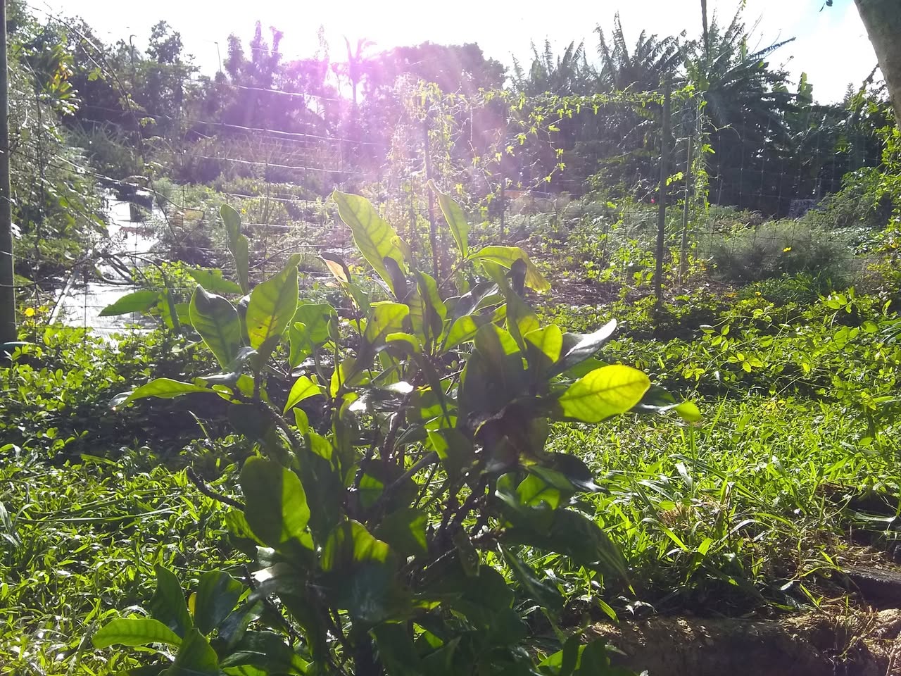 31日目:ミラクルフルーツを植えた