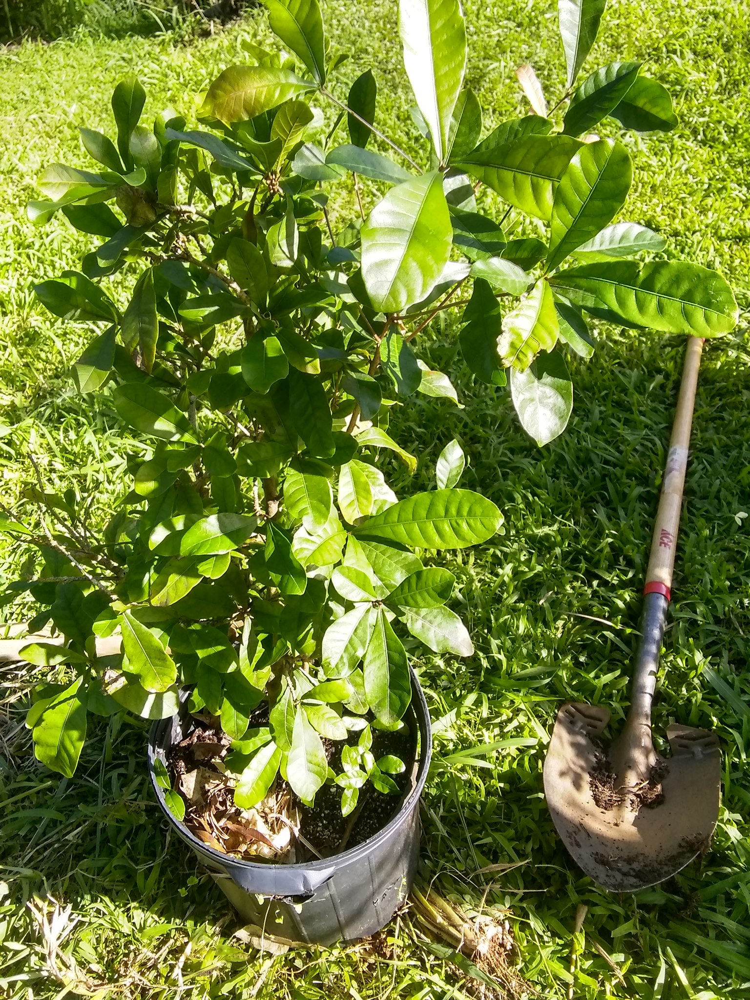 31日目:ミラクルフルーツを植えた