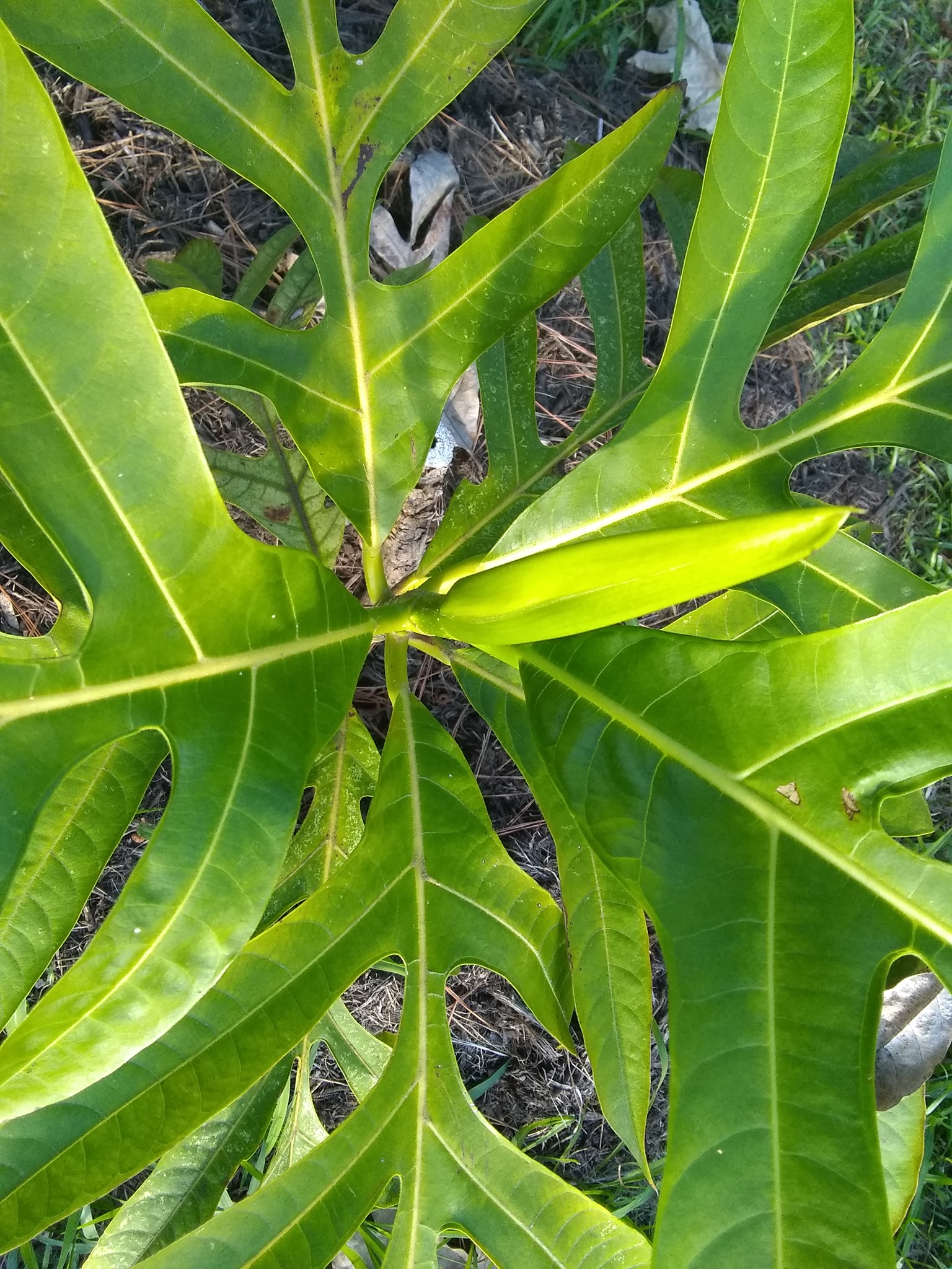 31日目:ミラクルフルーツを植えた