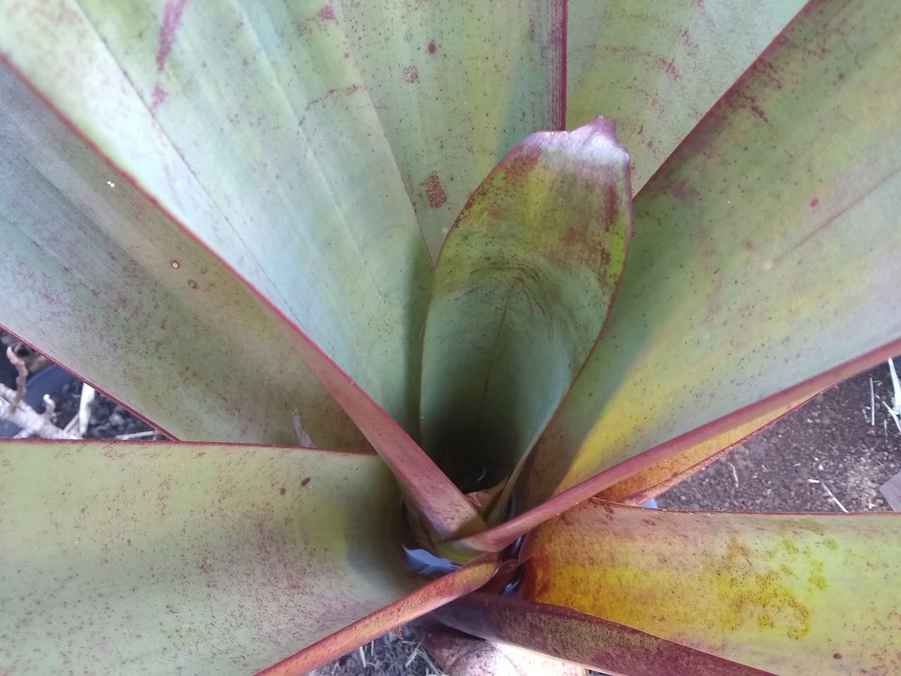 31日目:ミラクルフルーツを植えた