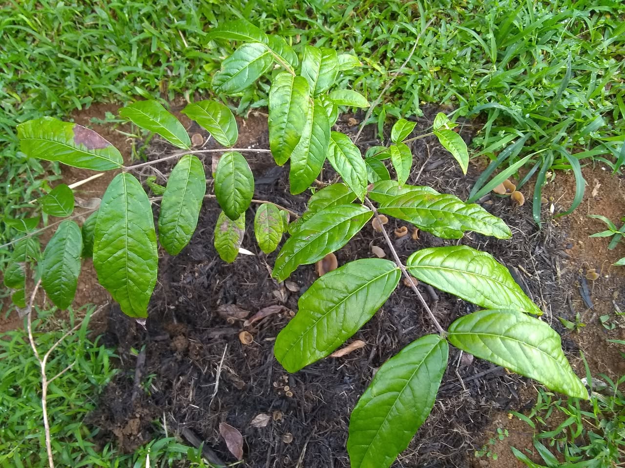 31日目:ミラクルフルーツを植えた