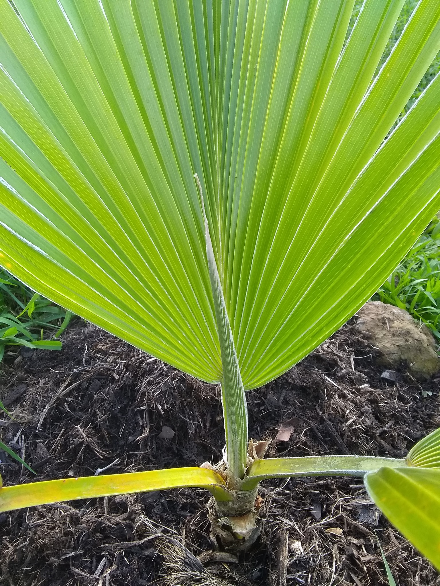 31日目:ミラクルフルーツを植えた