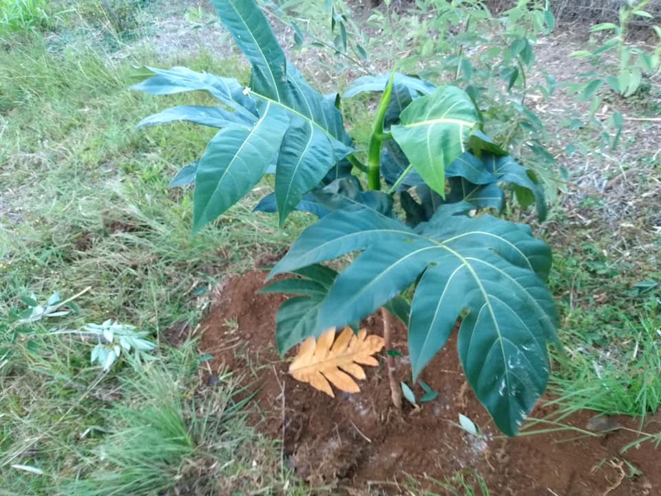 310日目:ma'afala 'uluを植えた