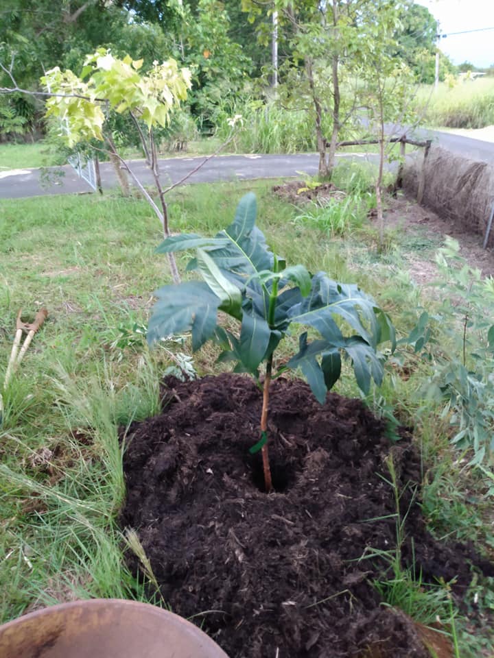 310日目:ma'afala 'uluを植えた