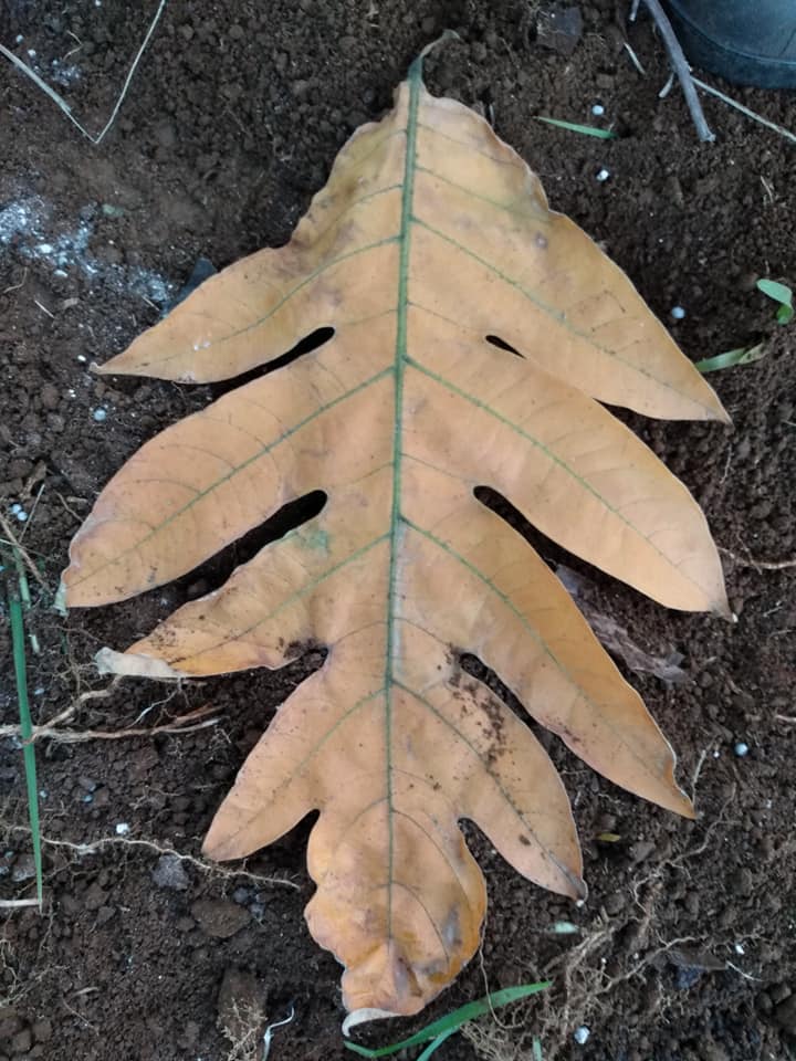 310日目:ma'afala 'uluを植えた
