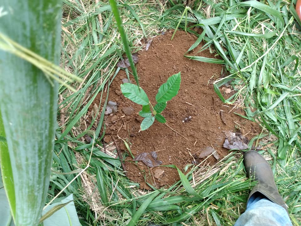 311日目:カカオを植えた
