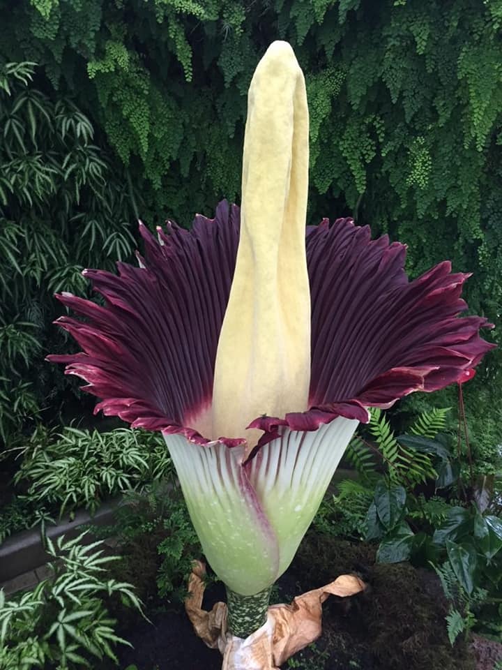 312日目:屍の花を植えた