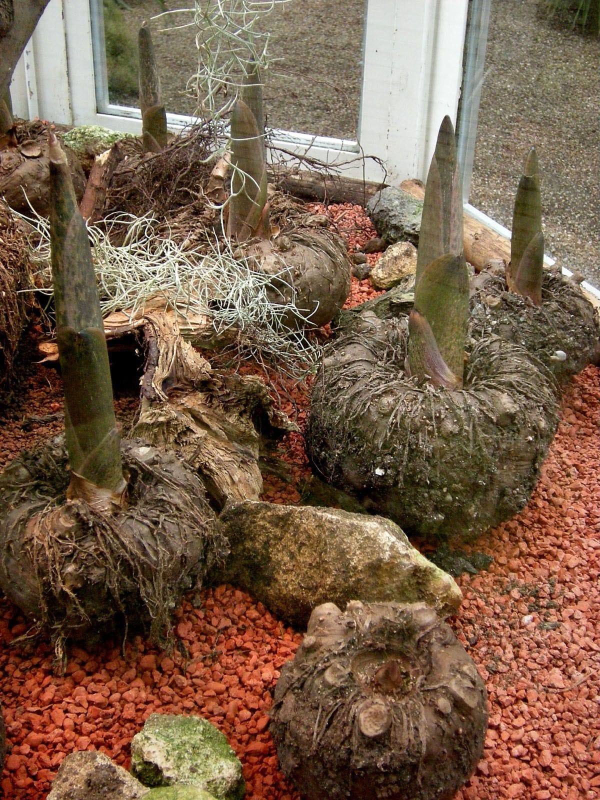 313日目:こんにゃくを植えた