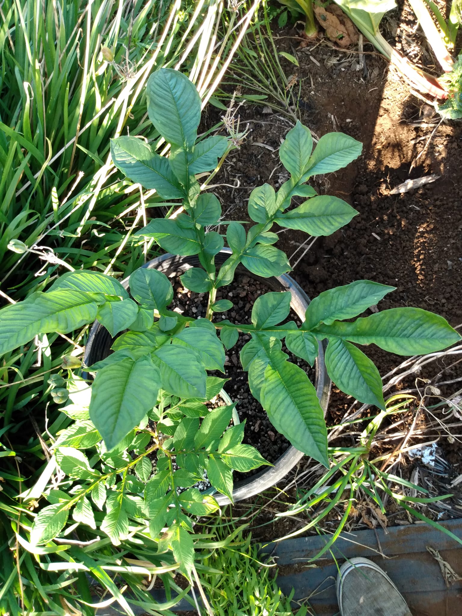 313日目:こんにゃくを植えた