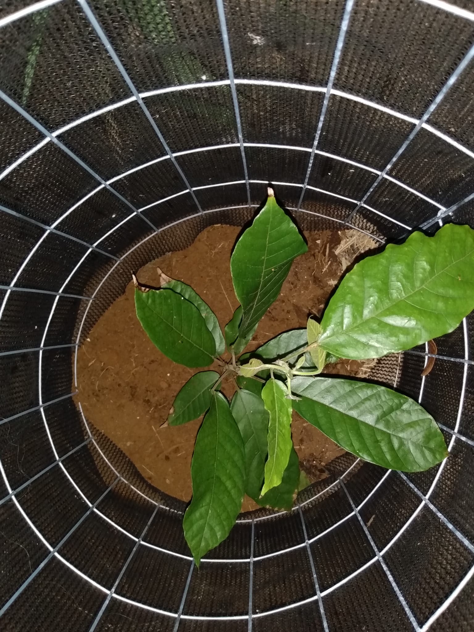 314日目:カカオを植えた