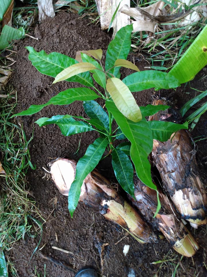 315日目:ハニーマンゴを植えた