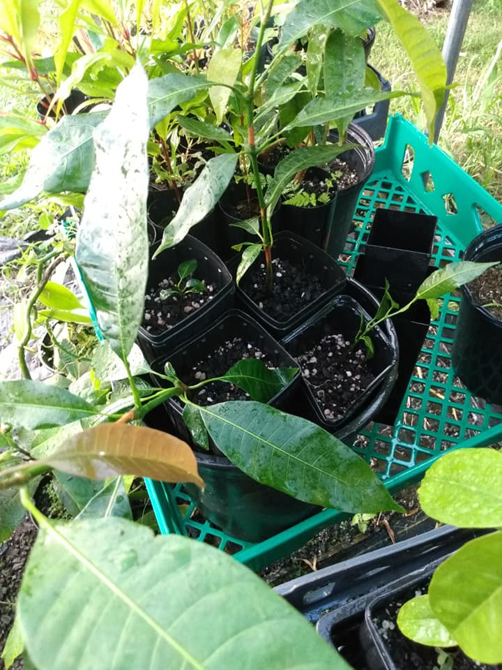 315日目:ハニーマンゴを植えた