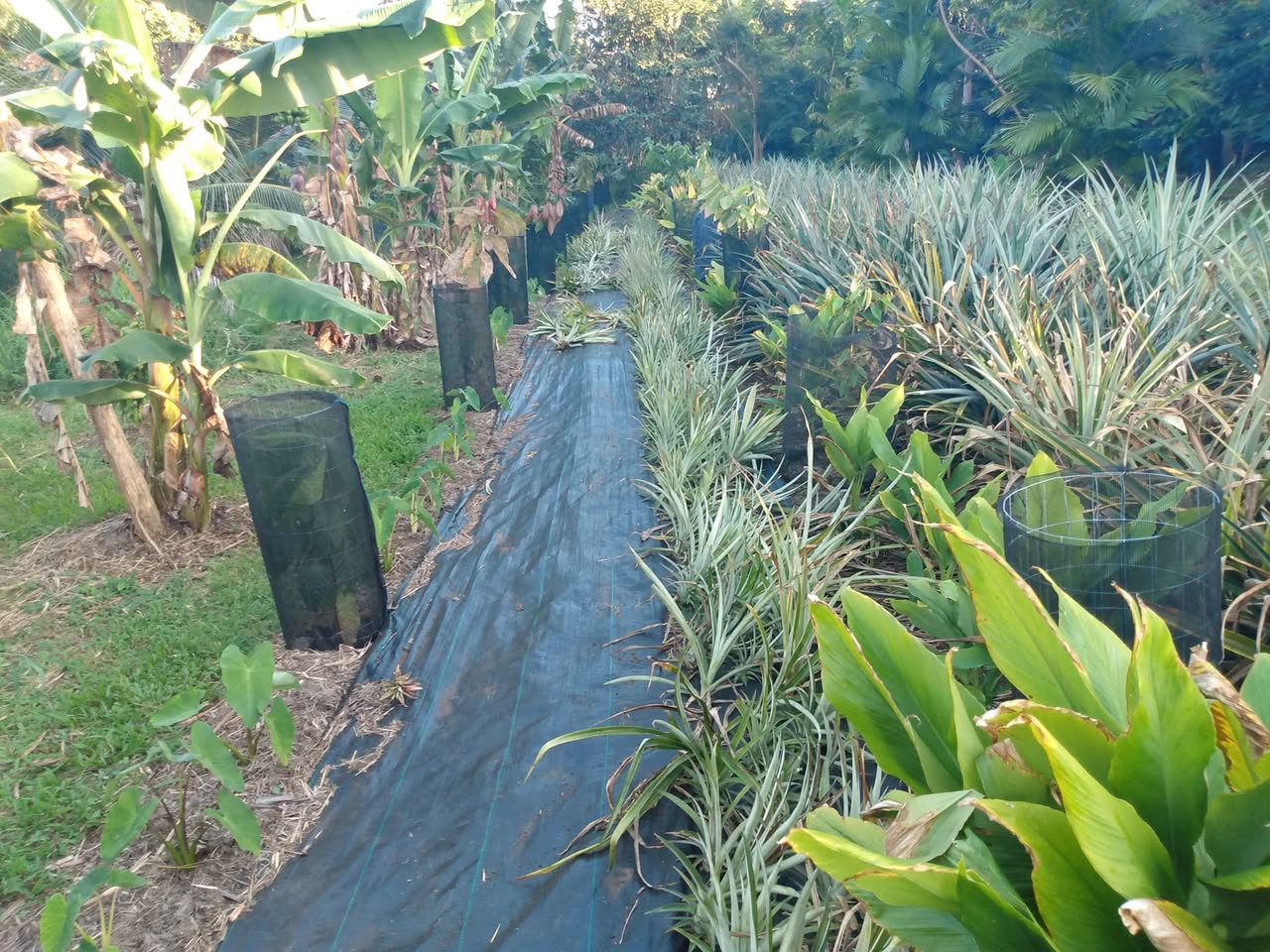 316日目:ポポウルを植えた
