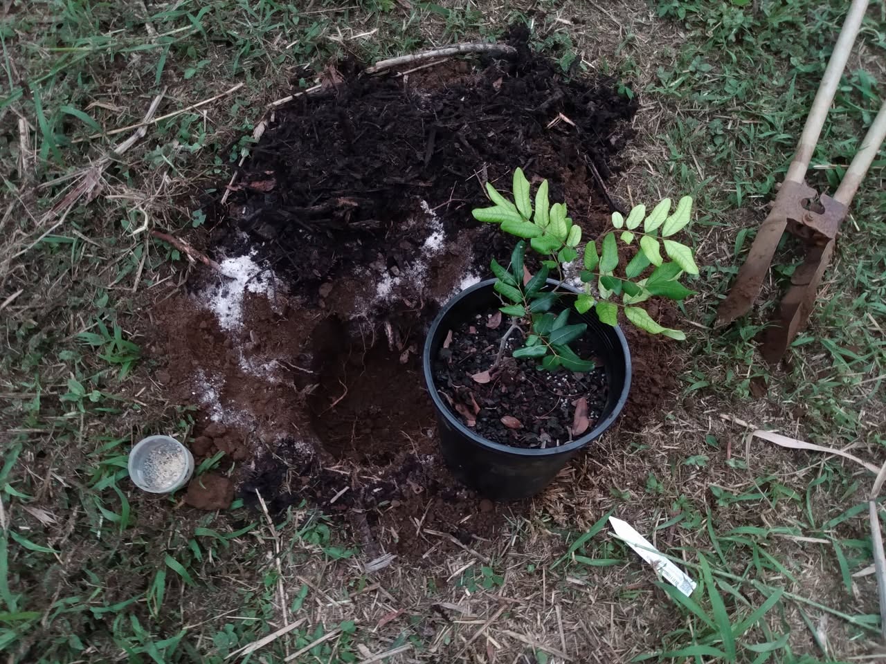 318日目:赤いライチを植えた