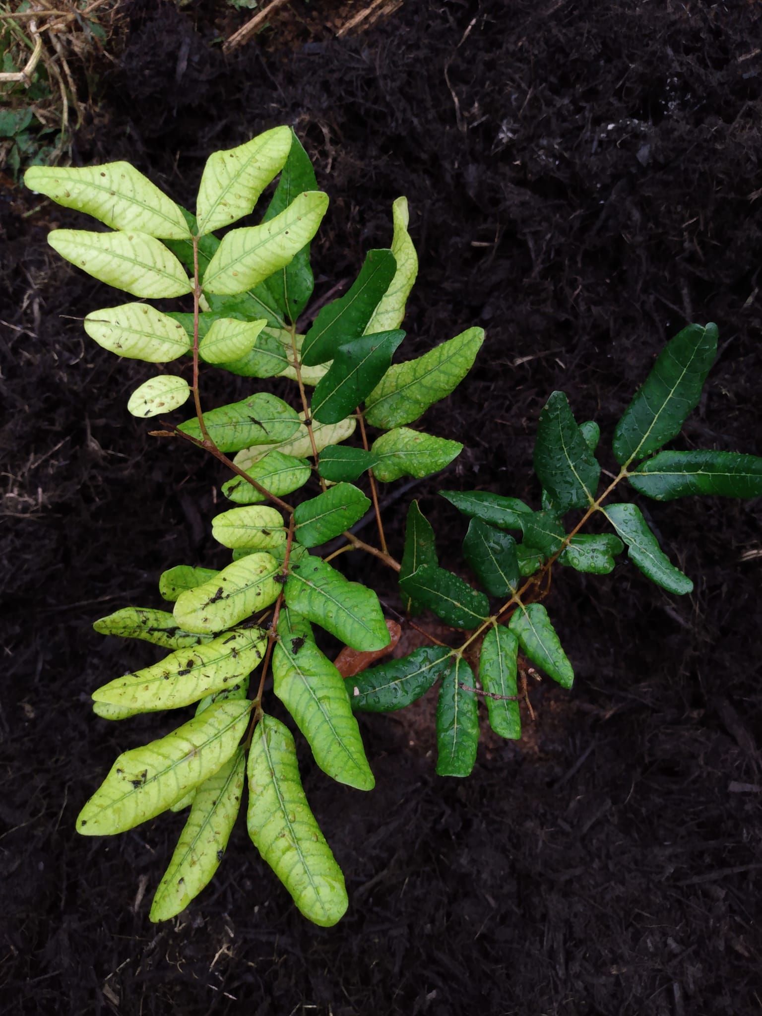 318日目:赤いライチを植えた