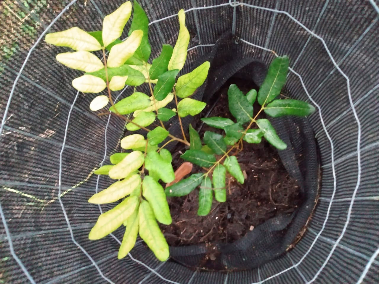 318日目:赤いライチを植えた