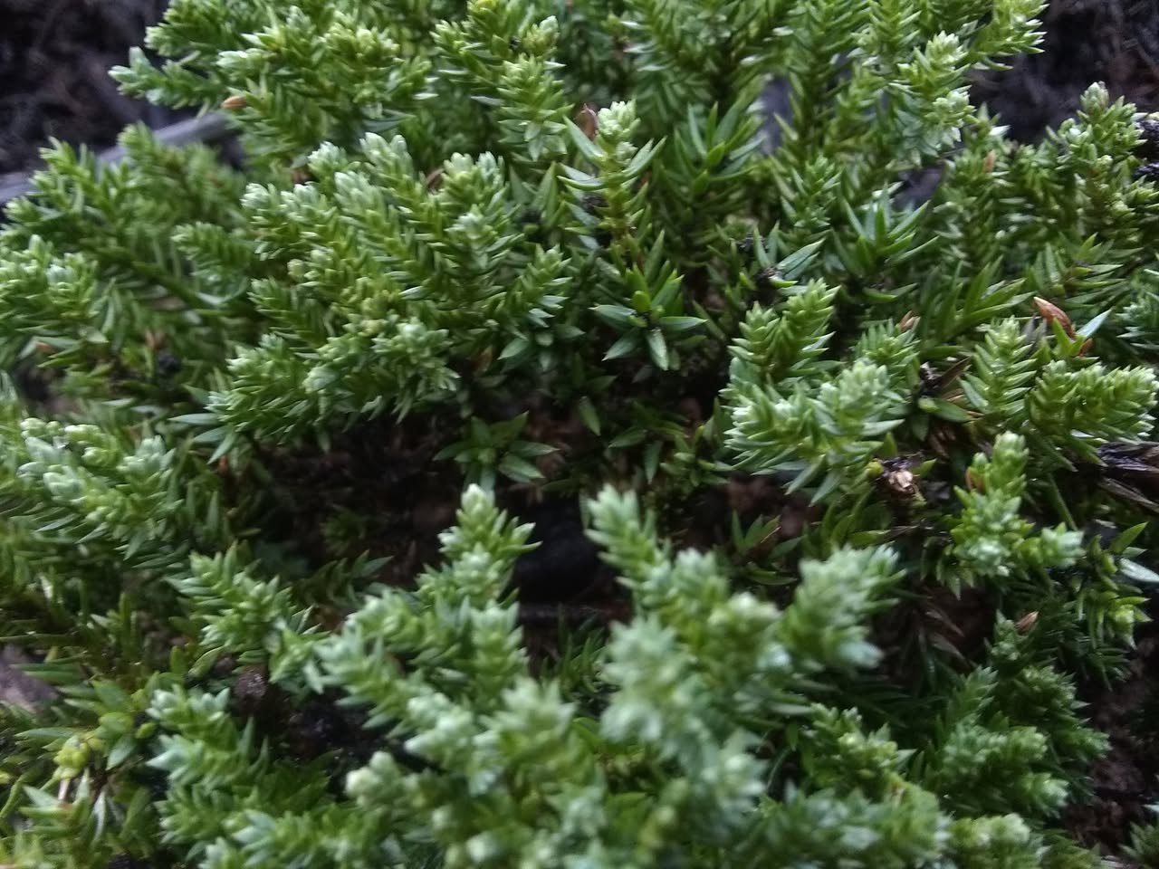 32日目:ジュニパーベリーを植えた