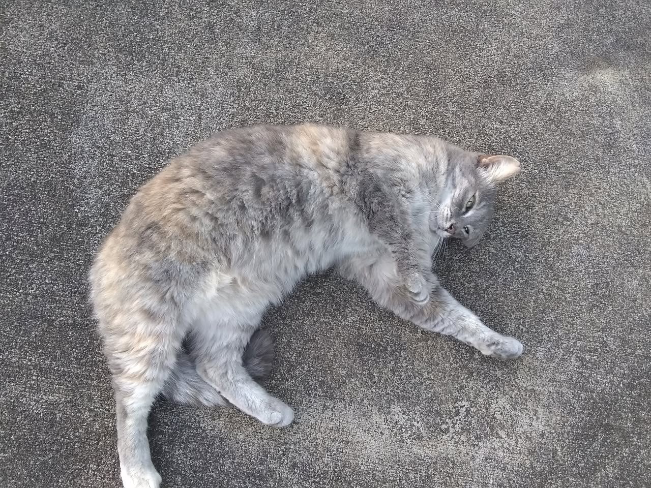32日目:ジュニパーベリーを植えた