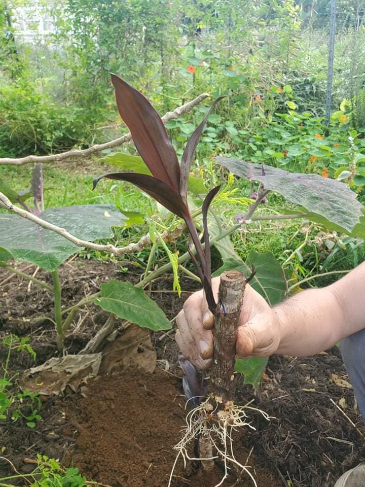 320日目:黒いティリーフを植えた