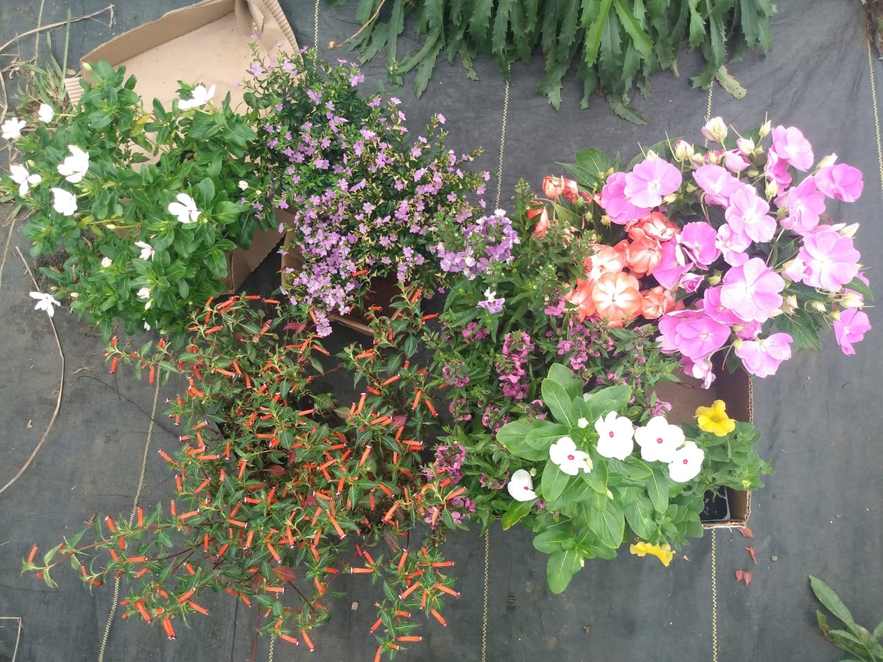 321日目:Juliaの菜園に花を植えた