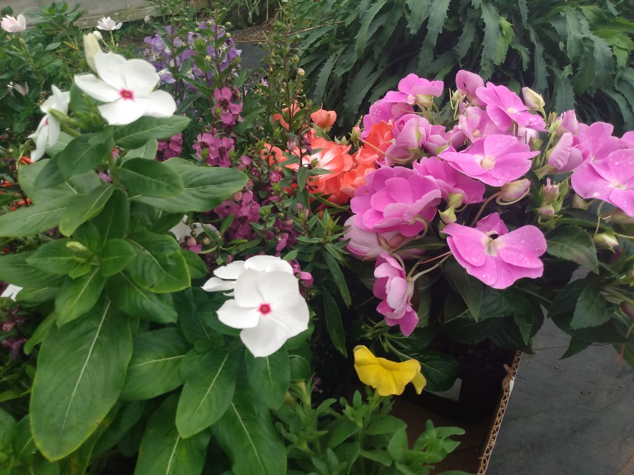 321日目:Juliaの菜園に花を植えた
