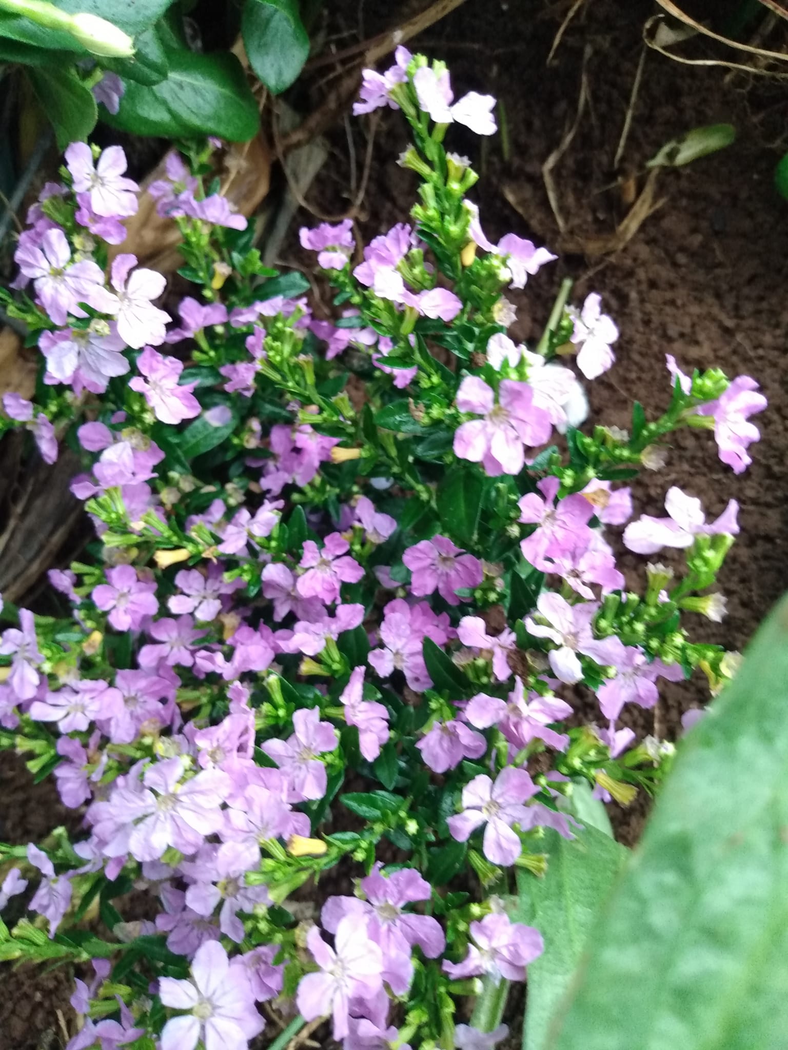 321日目:Juliaの菜園に花を植えた