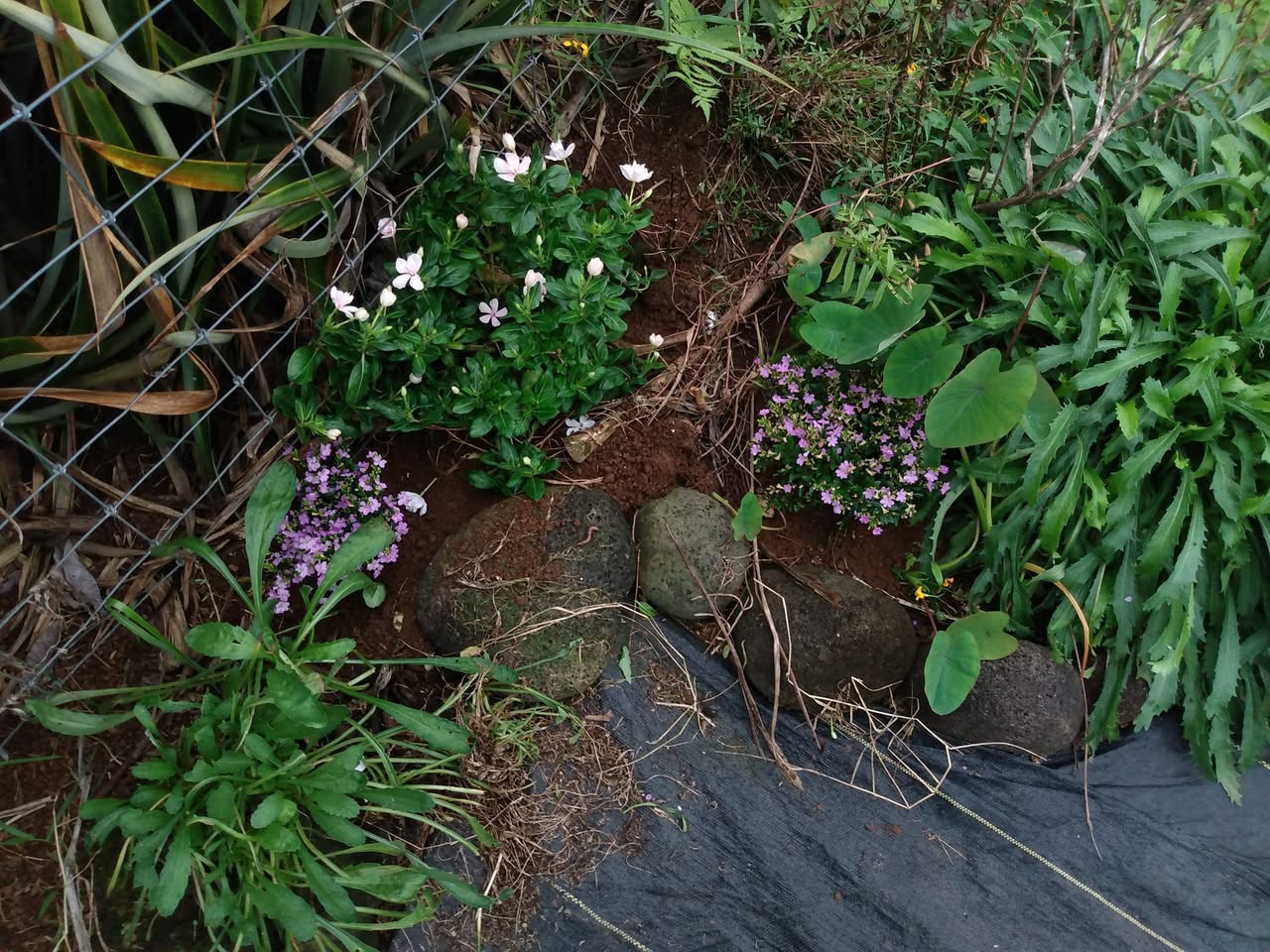 321日目:Juliaの菜園に花を植えた
