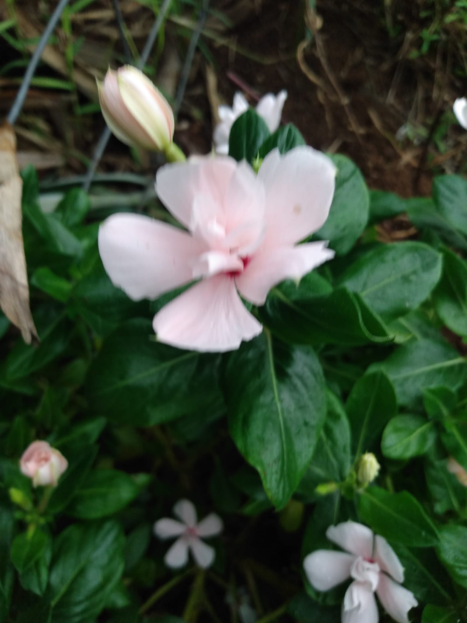 321日目:Juliaの菜園に花を植えた