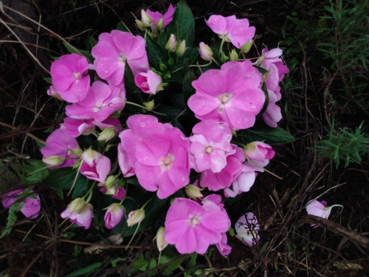 321日目:Juliaの菜園に花を植えた