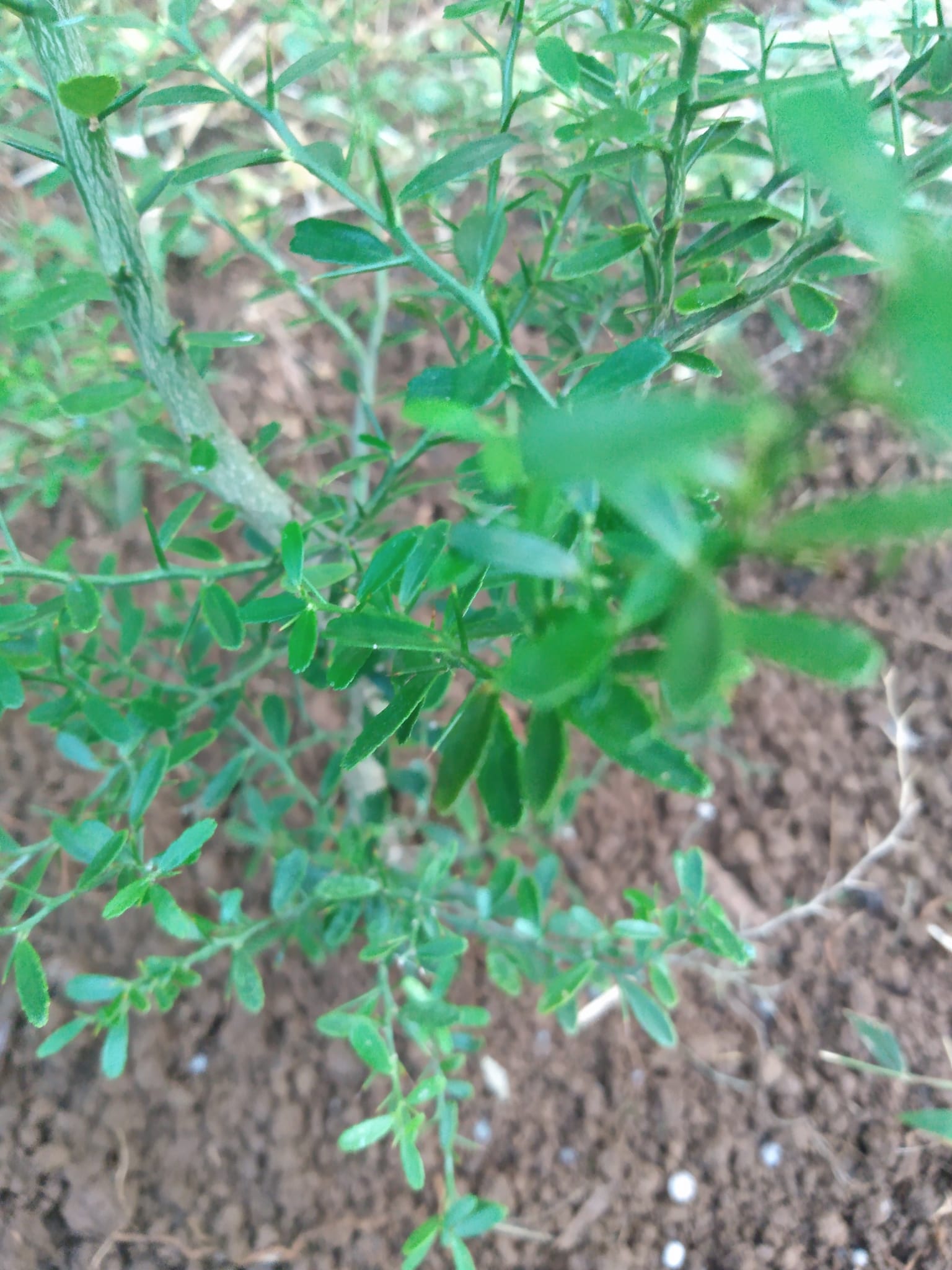 322日目:フィンガーライムを植えた