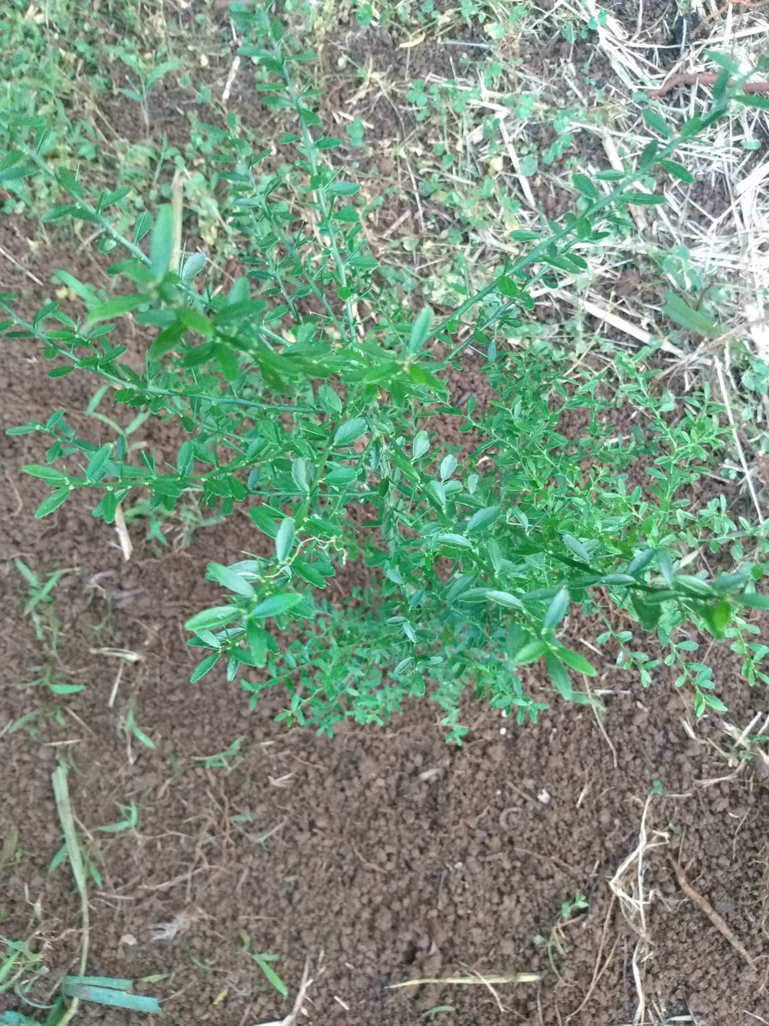 322日目:フィンガーライムを植えた