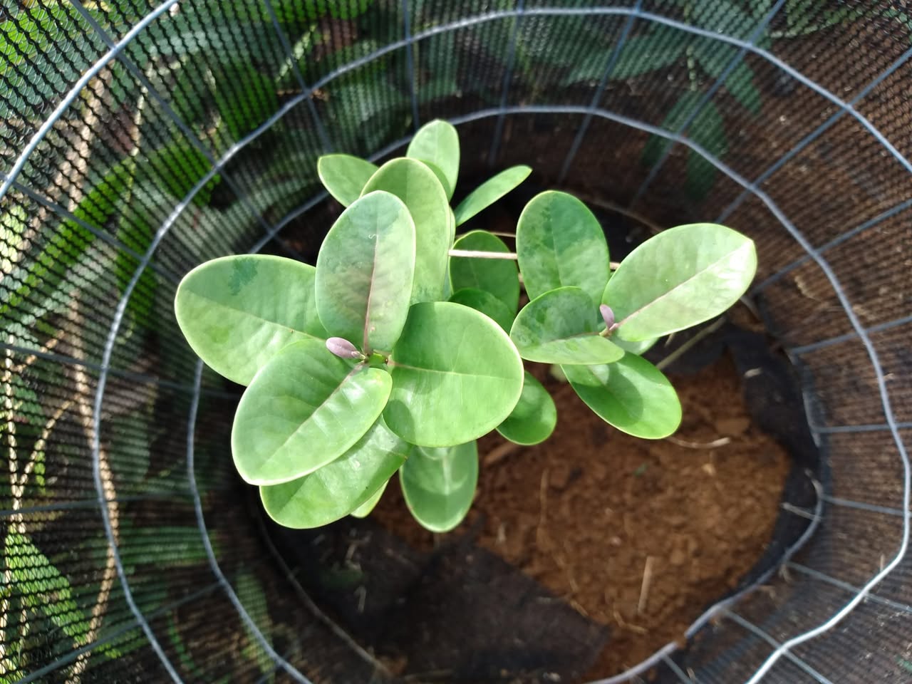 323日目:'iliahiを植えた