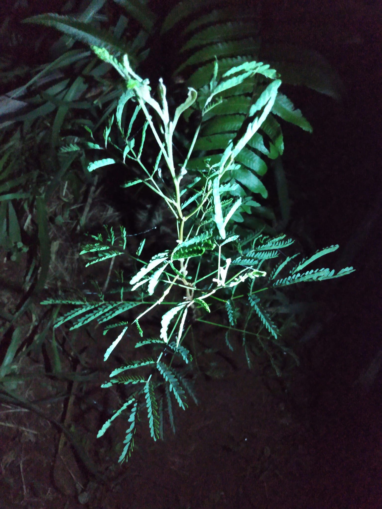 324日目:koa'iaを植えた