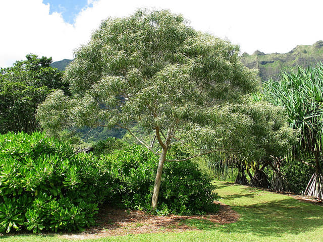 324日目:koa'iaを植えた
