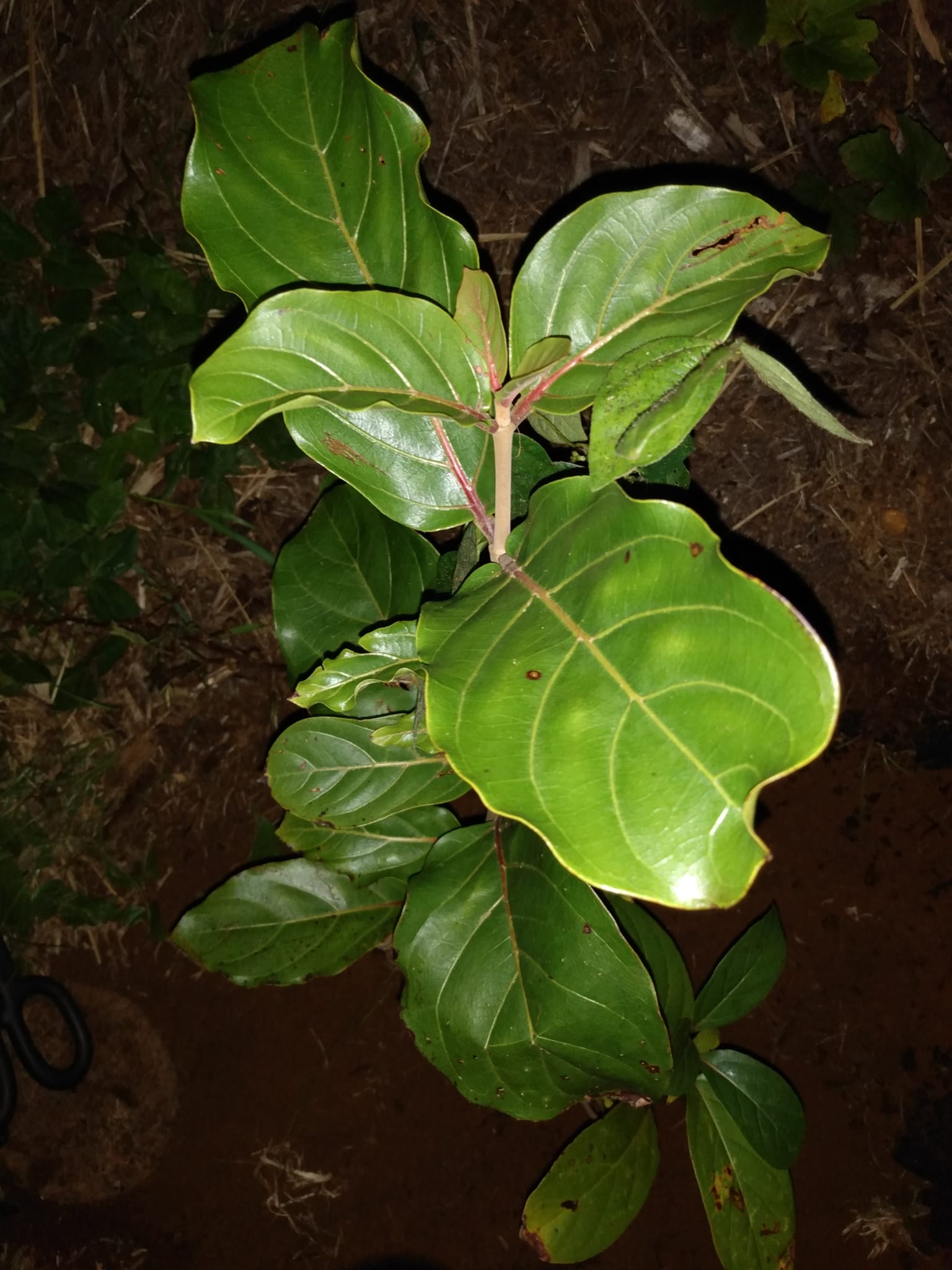 325日目:Ndeaを植えた