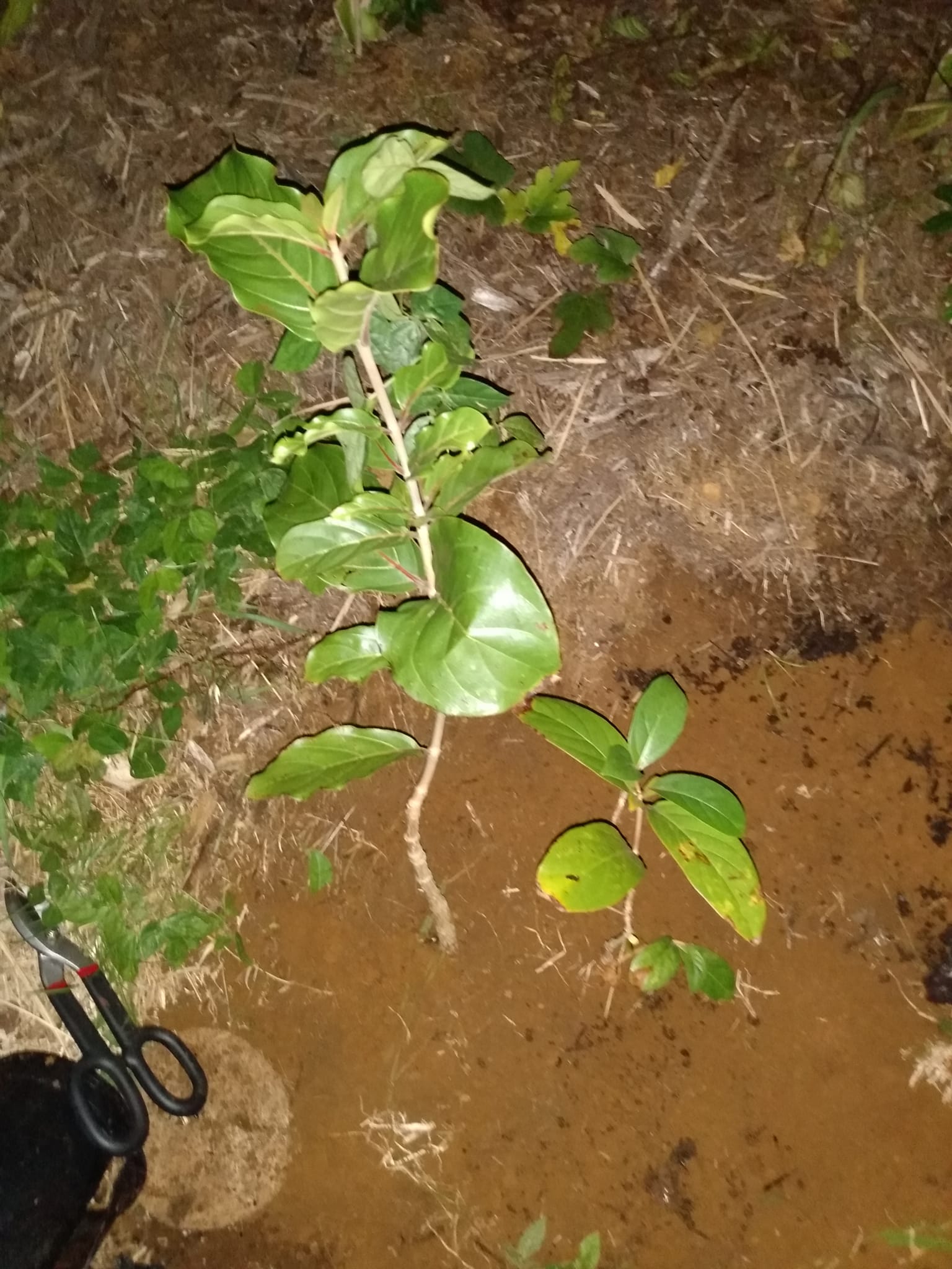 325日目:Ndeaを植えた