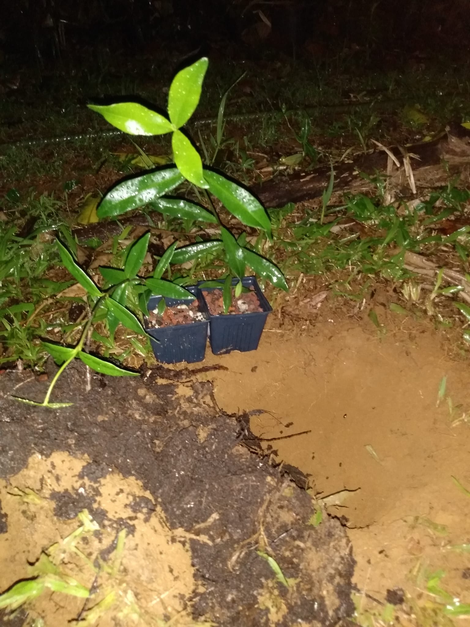 326日目:マイレを植えた