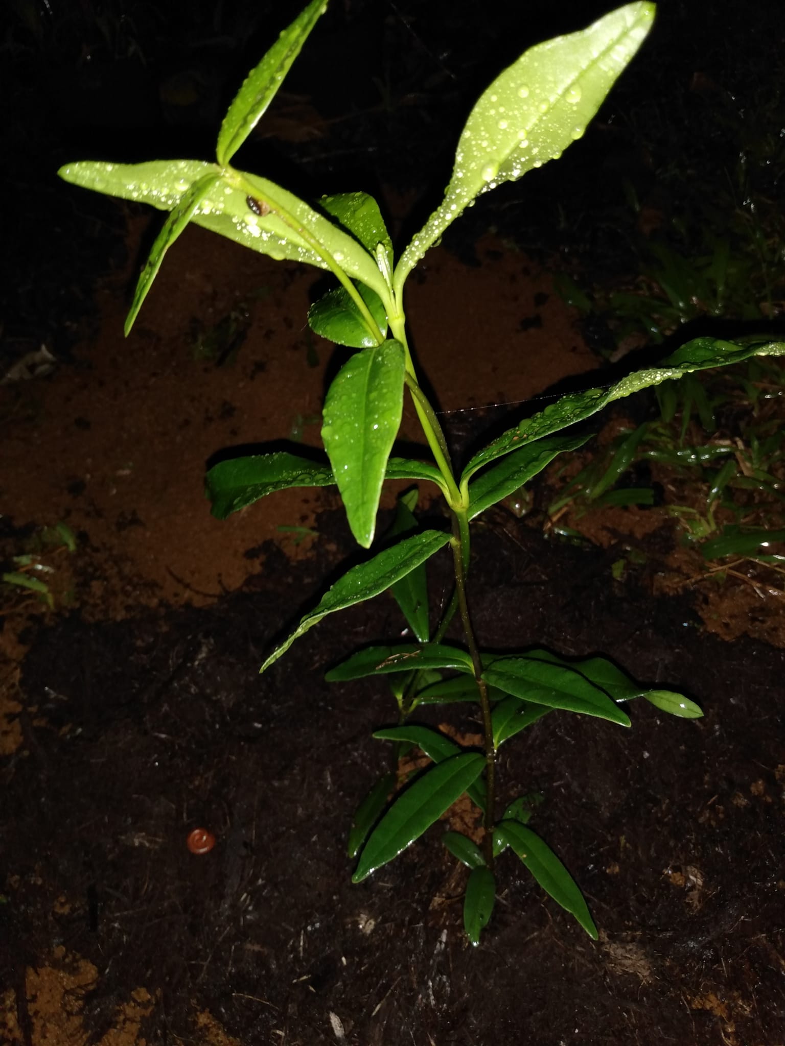 326日目:マイレを植えた