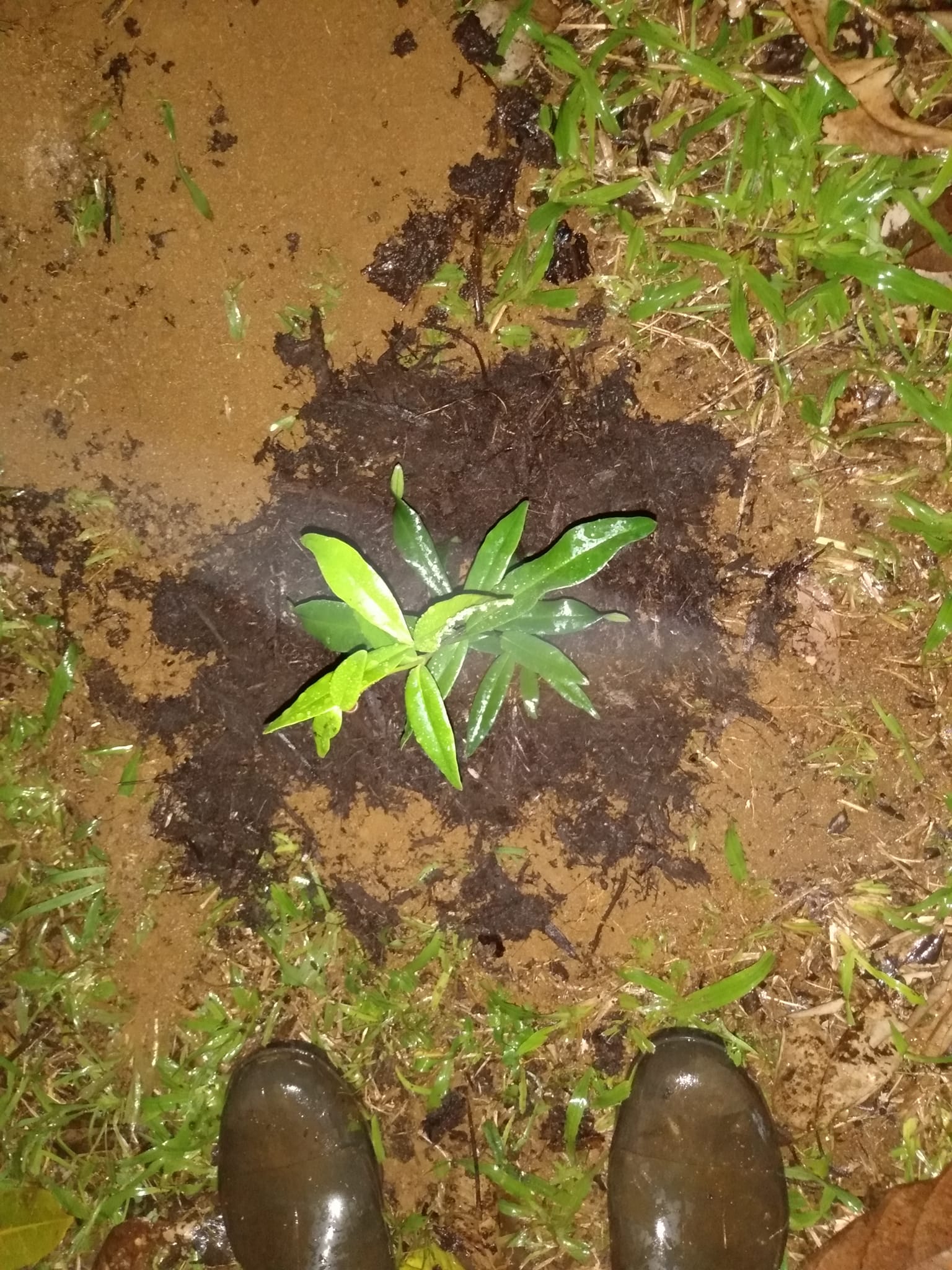 326日目:マイレを植えた